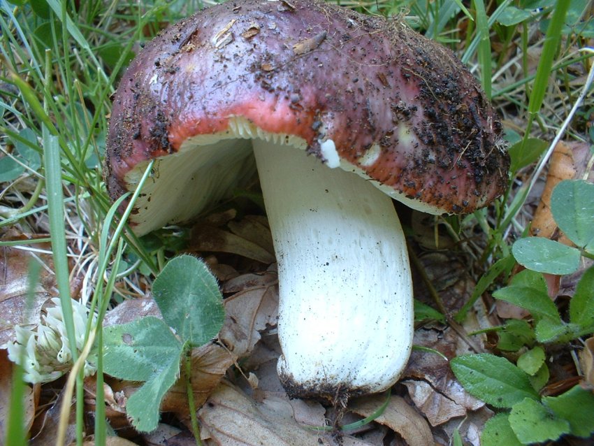 russule da confermare